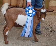 Azure Farm Dakota